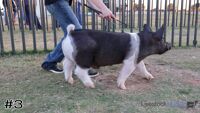 Hog#3