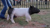 Hog#4