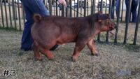 Hog#3