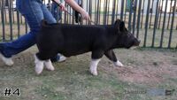 Hog#4