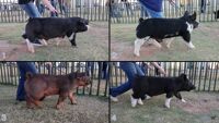 All Animals