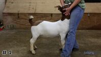 Goat#4