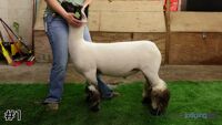 Lamb#1
