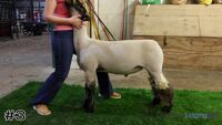 Lamb#3