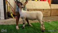 Lamb#4