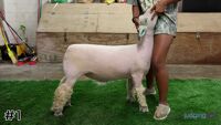 Lamb#1