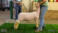 Lamb#4