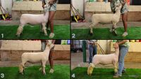 All Animals