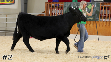 Breeding Heifers class from 2025 Washington FFA thumbnail