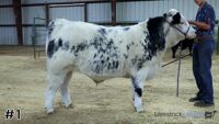 Steer#1