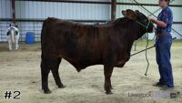 Steer#2