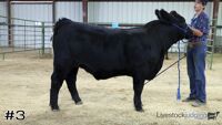 Steer#3
