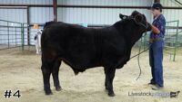 Steer#4