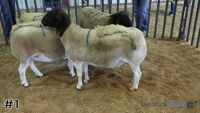 Ewe#1