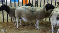 Ewe#2
