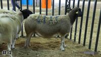 Ewe#4