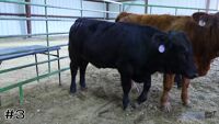 Heifer#3