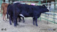 Heifer#4