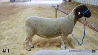 Lamb#1