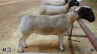 Lamb#3