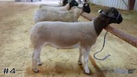 Lamb#4