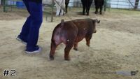 Hog#2