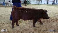 Hog#3