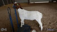 Goat#4