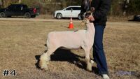 Lamb#4