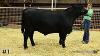 Steer#1