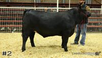 Steer#2