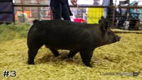 Hog#3