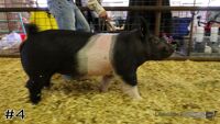 Hog#4