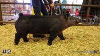 Hog#2