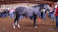 Gelding #1