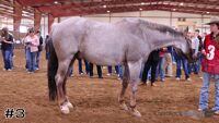 Gelding #3