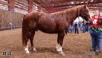 Gelding #4