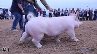 Hog#1