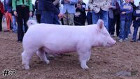 Hog#3