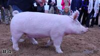 Hog#4