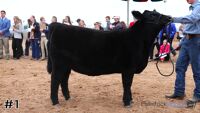 Heifer#1