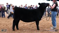 Heifer#2