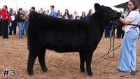 Heifer#3