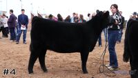 Heifer#4