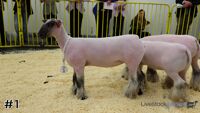 Ewe#1