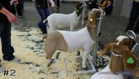 Goat#2