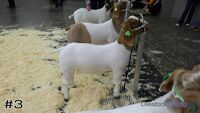 Goat#3