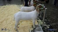 Goat#4