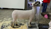 Ewe#1