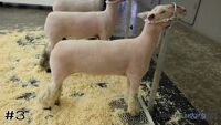 Ewe#3